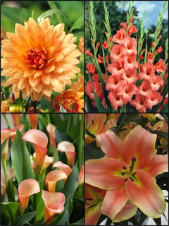 Peach Summer Flower Collection (Pack of 24)