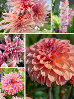 'Peaches n Pink' Collection