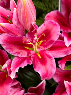 Lily 'Peter Schenk'