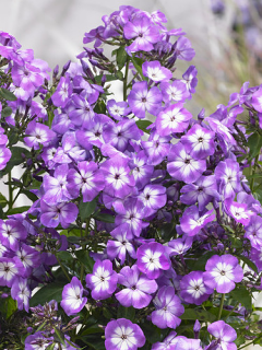 Phlox Paniculata 'Laura'