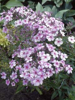 Phlox Paniculata 'Rijnstroom'