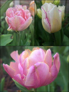 Pink Pastel Tulip Collection (Pack of 30 bulbs)