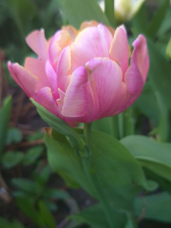 Tulip 'Pink Star'