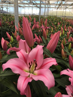 Lily 'Provecho'