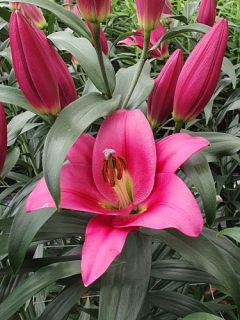Lily 'Pure Passion'