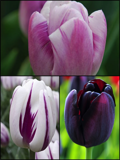 Purple Blend Tulip Collection (Pack of 60 bulbs) 