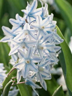 Puschkinia (Russian Snowdrops) 