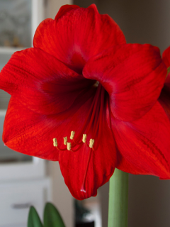 Amaryllis 'Red Lion'