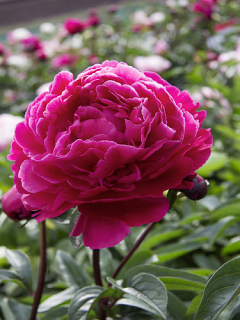 Peony 'Karl Rosenfield'