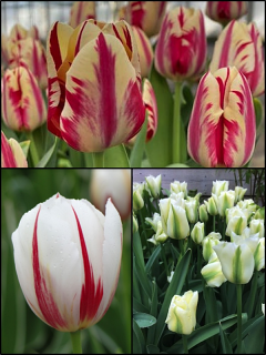 Spring Stripes Tulip Collection (Pack of 30 Bulbs)