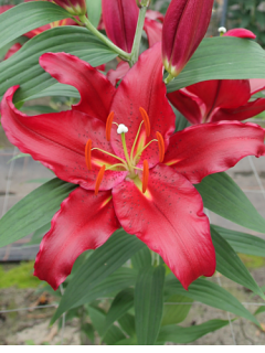 Lily 'Scorpio'