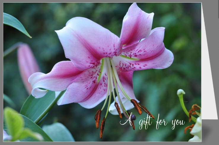 Greeting Card - Oriental Lily