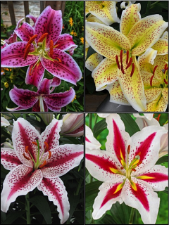 'Stars n Stripes' Lily Bulb Collection (Pack of 12 Bulbs) 