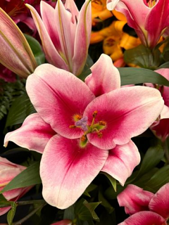 Lily 'Strong Love'