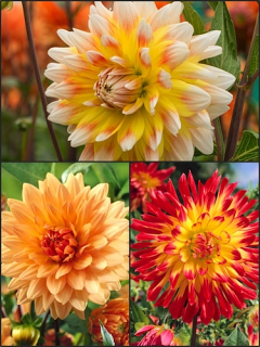 Summer Splash Dahlia Collection (Pack of 9 Tubers)