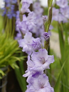 Gladiolus 'Sweet Blue' (Pack of 15)