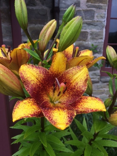 Lily 'Sweet Valley' 