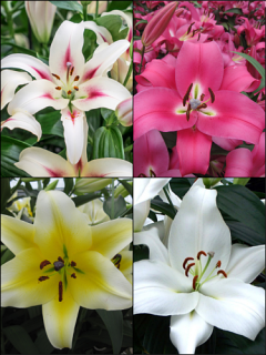 'Tree like' Lily Bulb Collection (Pack of 12 Bulbs)