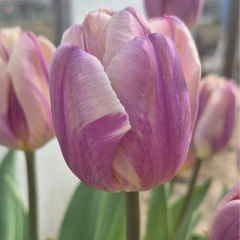 Tulip 'Happy Feet'