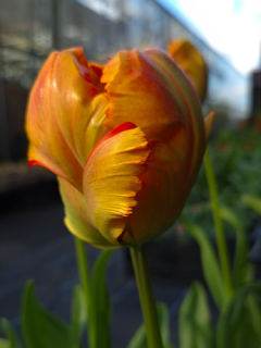Tulip 'Flower Power'