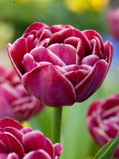 Tulip 'Dream Touch' 