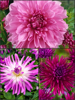 Turkish Delight Mixed Dahlias (Pack of 9) 