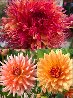 Tutti Fruitti Dahlia Collection (Pack of 9 Tubers/Bulbs)