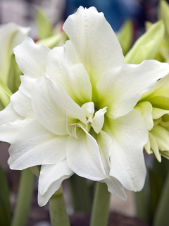 Amaryllis 'White Nymph'