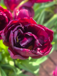 Tulip 'Alison Bradley'