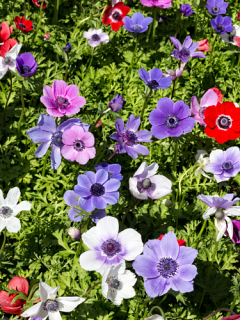Anemone De Caen Mixed (Pack of 30 Bulbs) 
