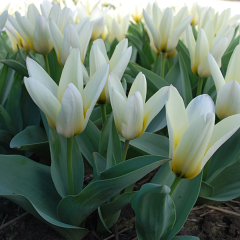 Tulip 'Concerto'