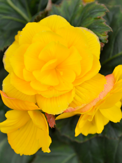 Begonia Double Yellow (Pack of 5)