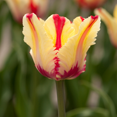 Tulip 'Flaming Parrot' 