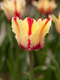 Tulip 'Flaming Parrot' 