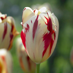 Tulip 'Grand Perfection' 