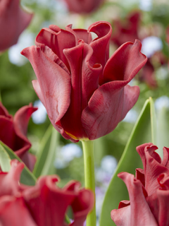 Tulip 'Red Dress' 