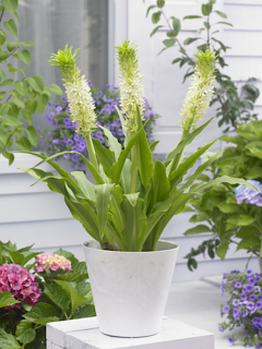 Eucomis Playa Blanca