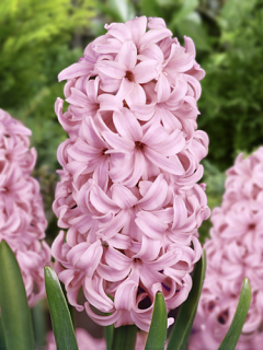 Hyacinth Pink Pearl 