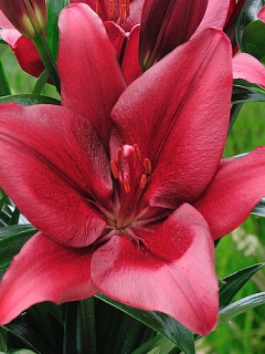 Lily 'Forza Red'