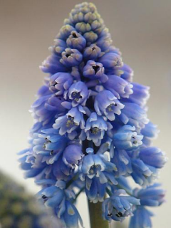 Muscari 'Artist' 