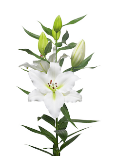 Lily 'Tourega'