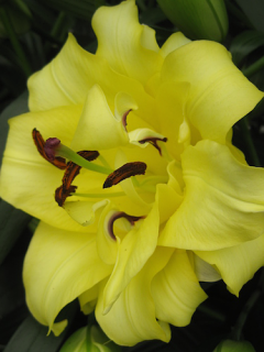 Lily 'Exotic Sun'