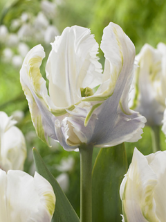 Tulip 'White Parrot' 