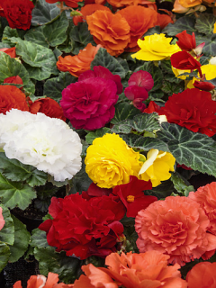 Begonia Double Mixed (Pack of 15 Corms) 