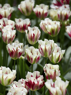 Tulip 'Flaming Spring Green'