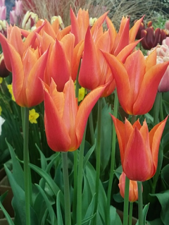 Tulip 'Ballerina'
