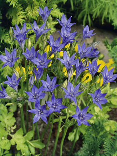Brodiaea (Pack of 50 Bulbs)
