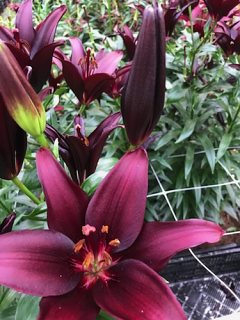 Lily 'Landini'