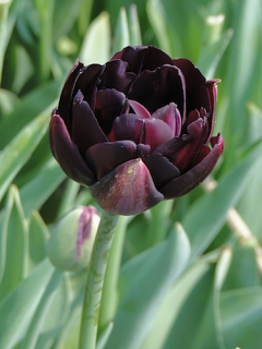 Tulip 'Black Hero' 