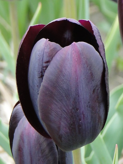 Tulip 'Ronaldo' 